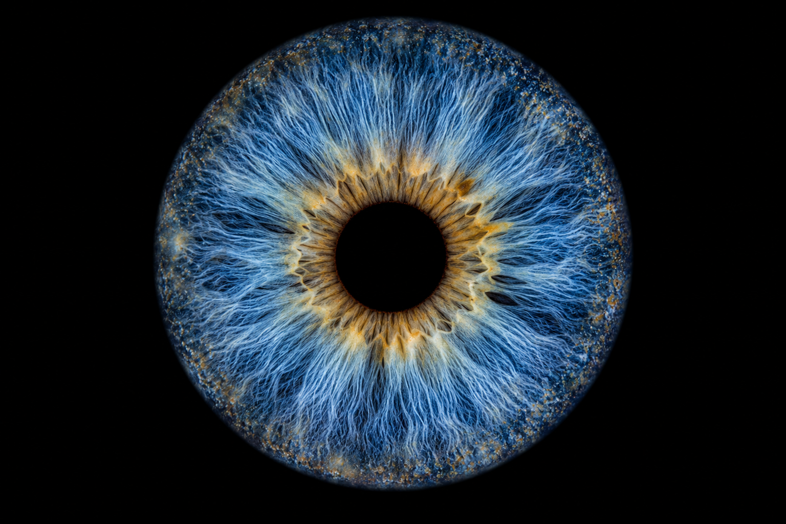 Iris unten: Einzeliris (Bild 1) · KI-generiertes Musterbild