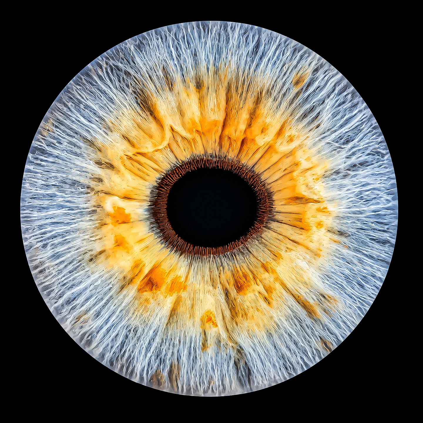 Iris-Slider: Bild 1